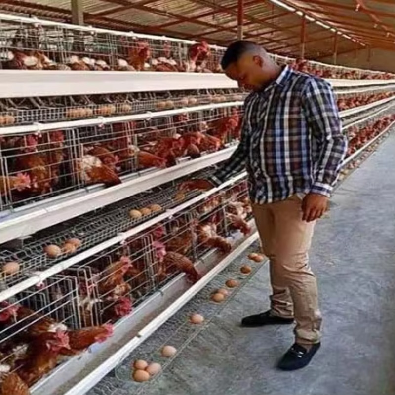 Низкая цена! Клетки для 10 000 – обзор и цена Farming Africa