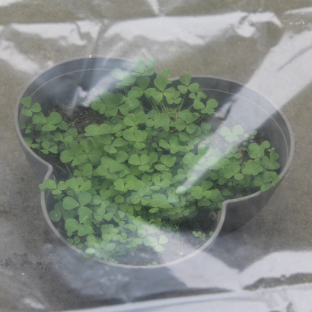 Прозрачная теплица для овощей, – обзор и цена Greenhouse Plastic Film