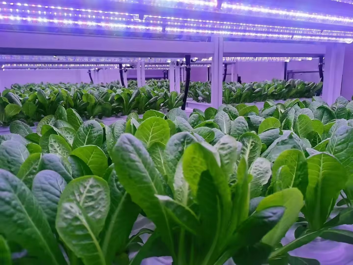 f Теплица Сельскохозяйственное – обзор и цена Agriculture Farming System